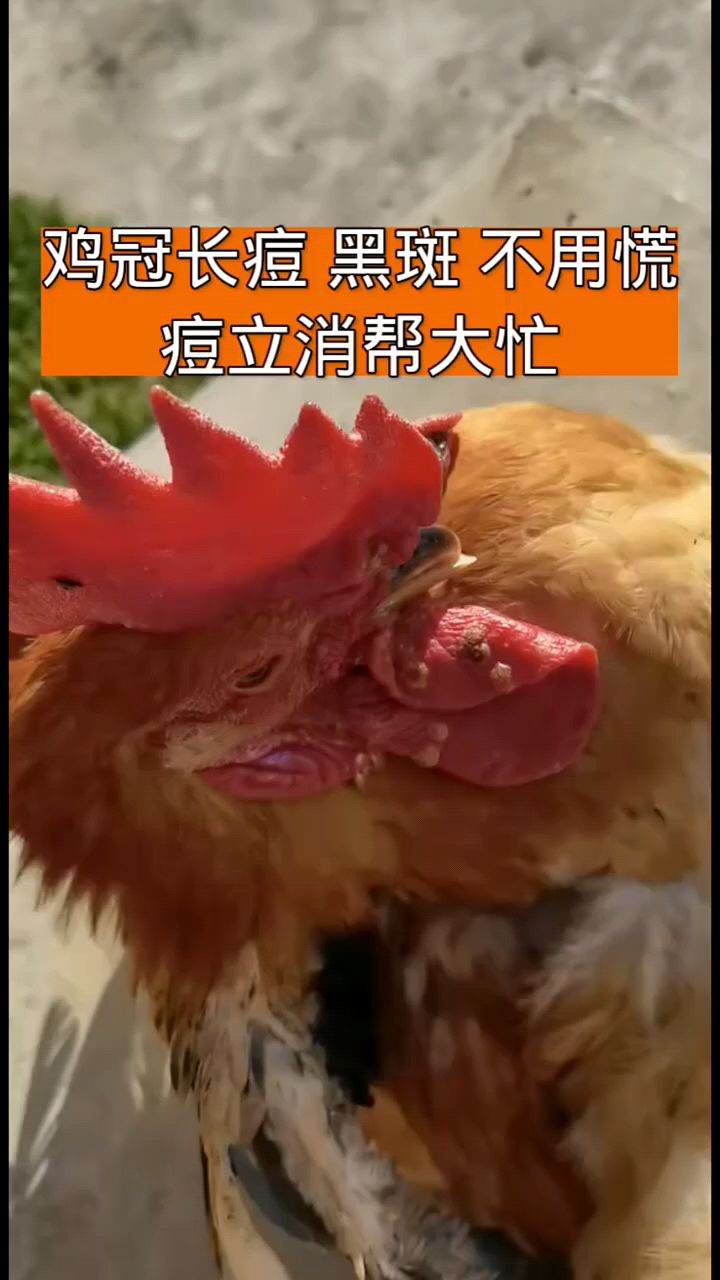 鸡冠长鸡痘儿不用慌,用它来帮忙