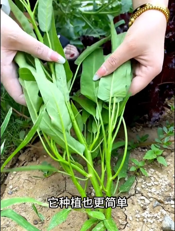 这种空心菜可生吃,撒籽浇水就长,分三个叉生长种一次吃不完!