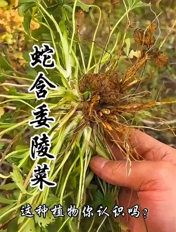 蛇含委陵菜又叫五爪龙!这草在民间有诸多传说,你了解它的价值吗