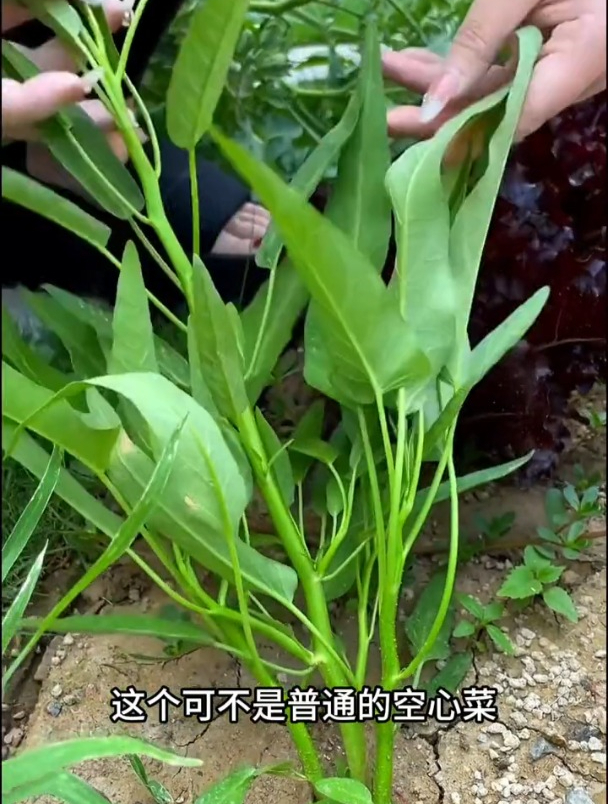 分三叉生长的空心菜,可以直接生吃,越热长势越好!