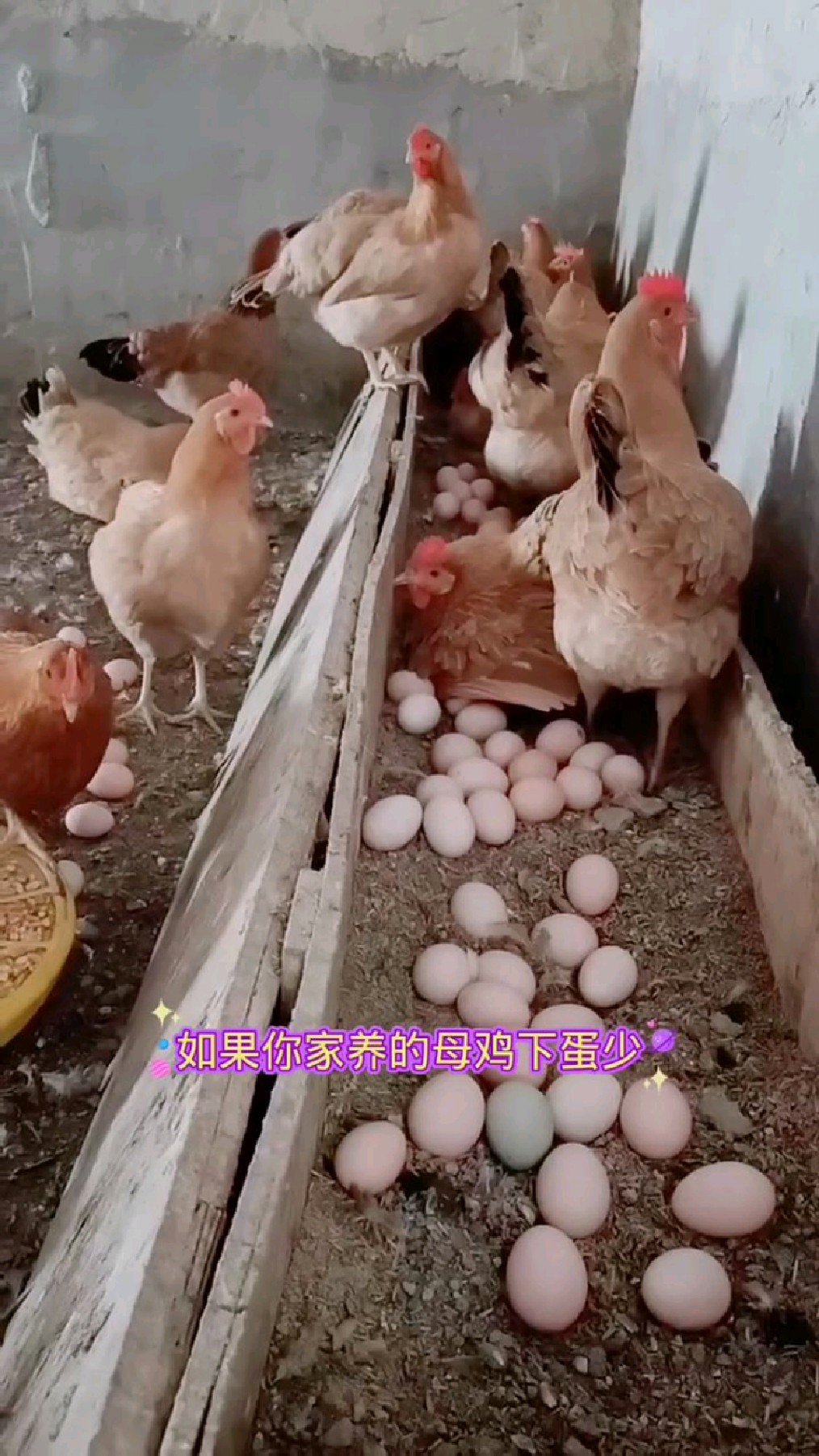 家里养的母鸡不下蛋,真愁人