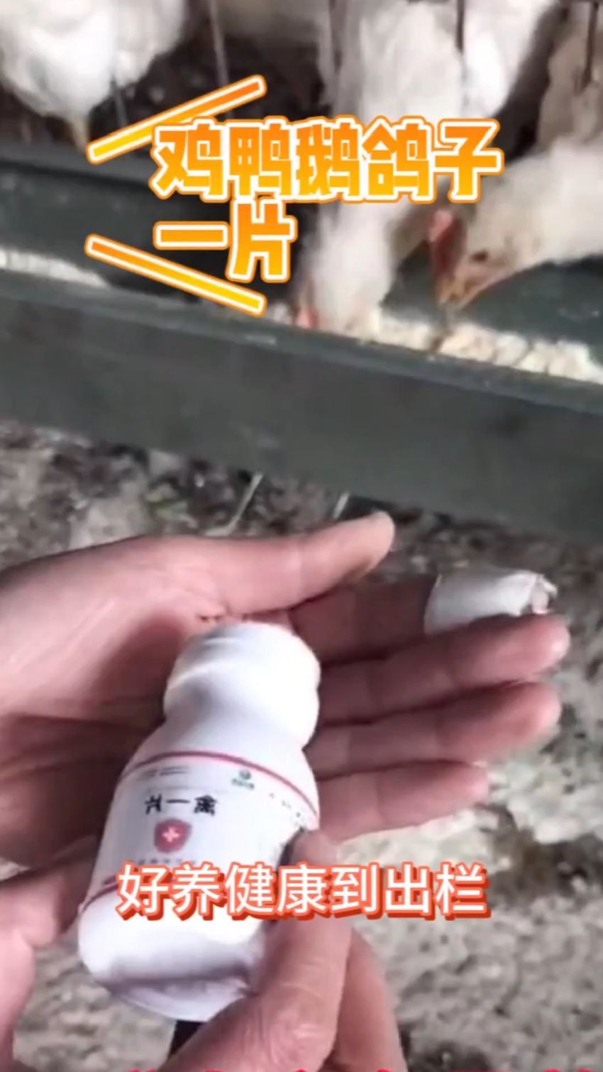 鸡鸭鹅鸽子一片,好养健康到出栏