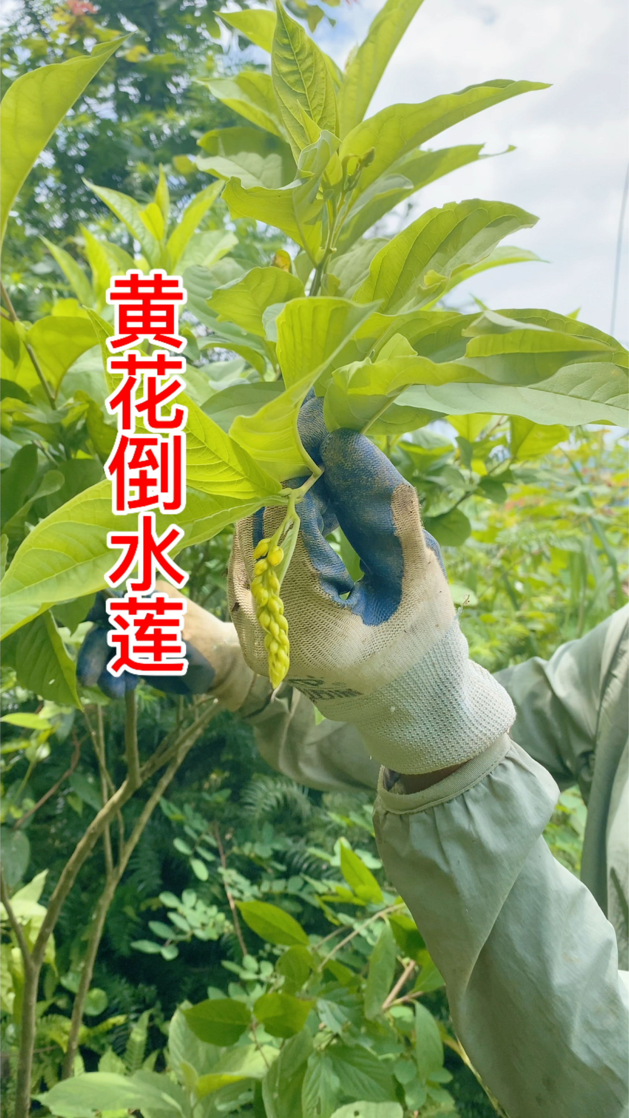 煲靓汤的材料,野生黄花倒水莲,产后体虚的宝妈和长辈都能喝。