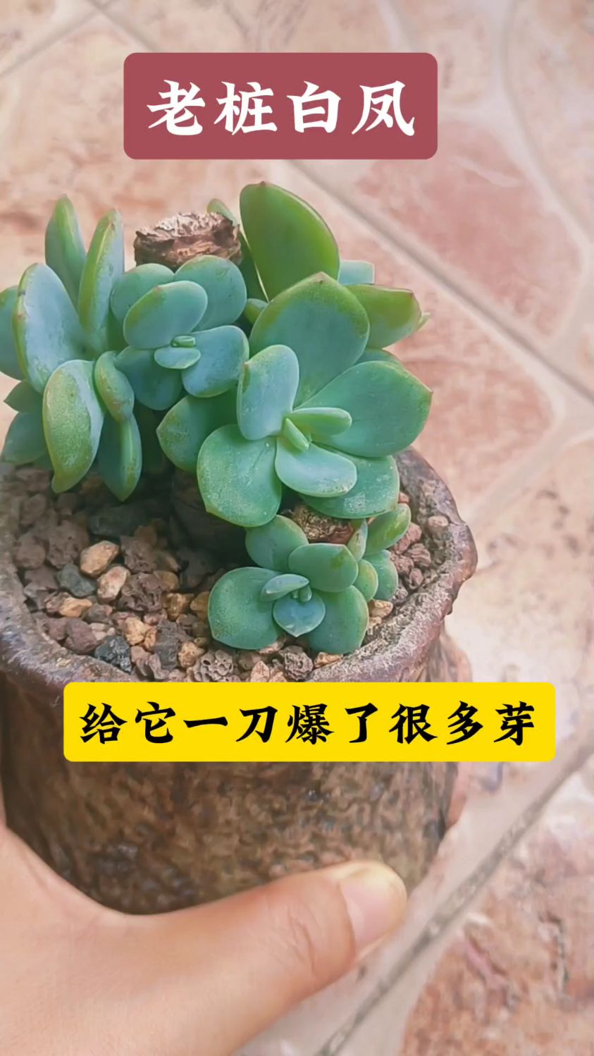 推荐一款夏天好养“白凤”如何养护配土和砍头爆芽#用多肉治愈生活