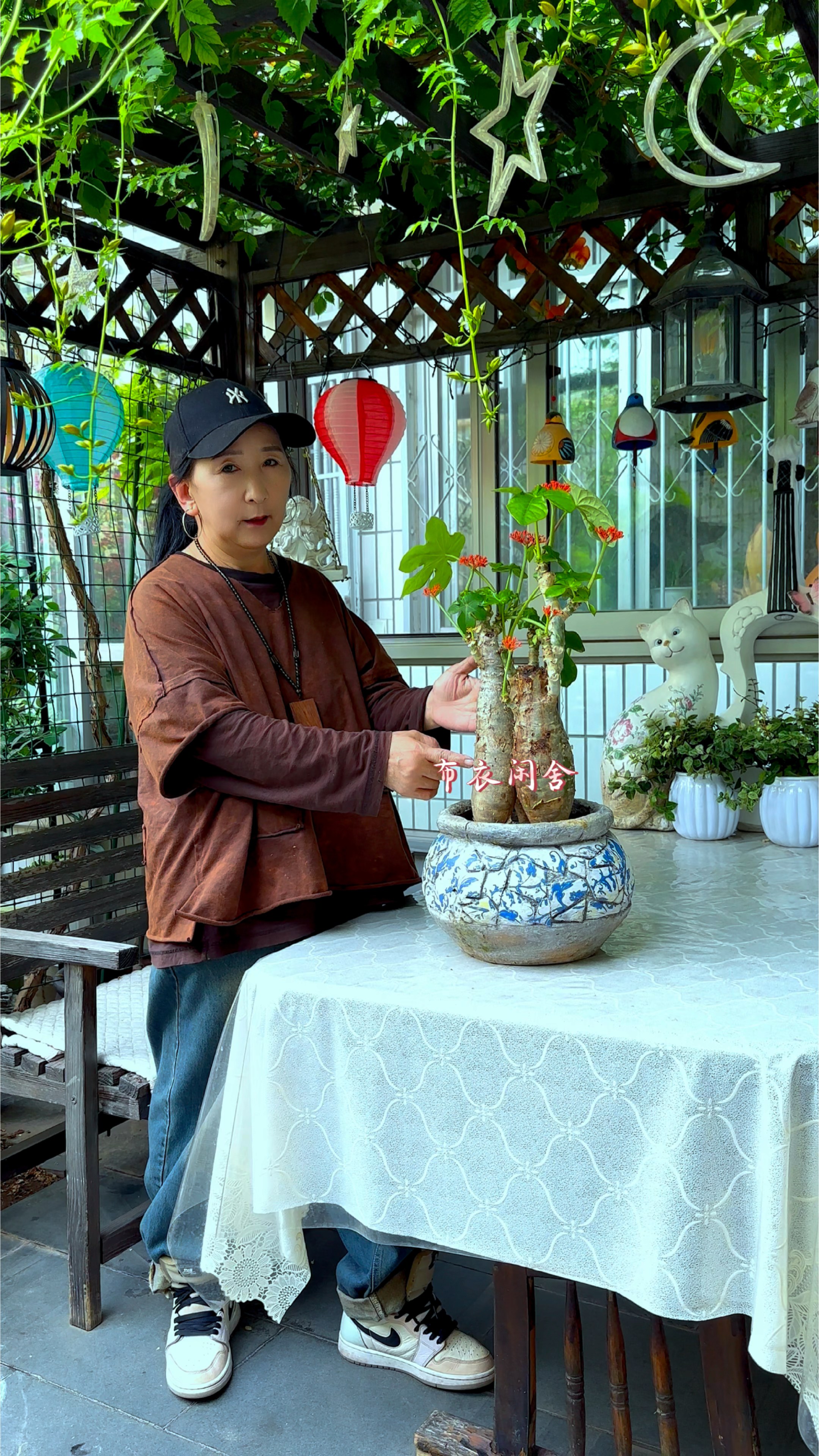 特别适合新手养护的佛肚海棠 阳光和温度达到 一年四季开花不断