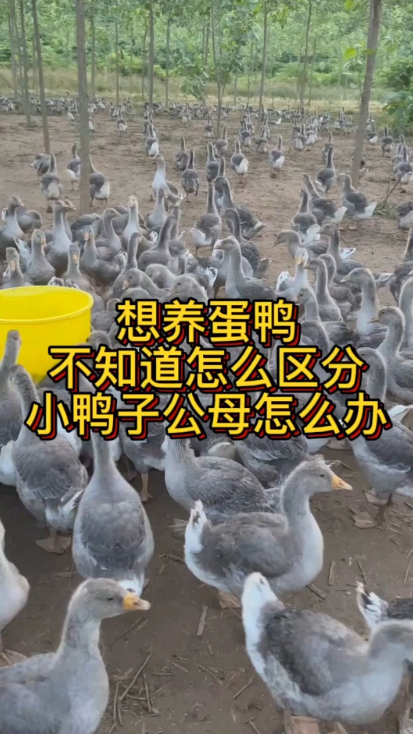 想养蛋鸭 不知道怎么区分 小鸭子公母怎么办