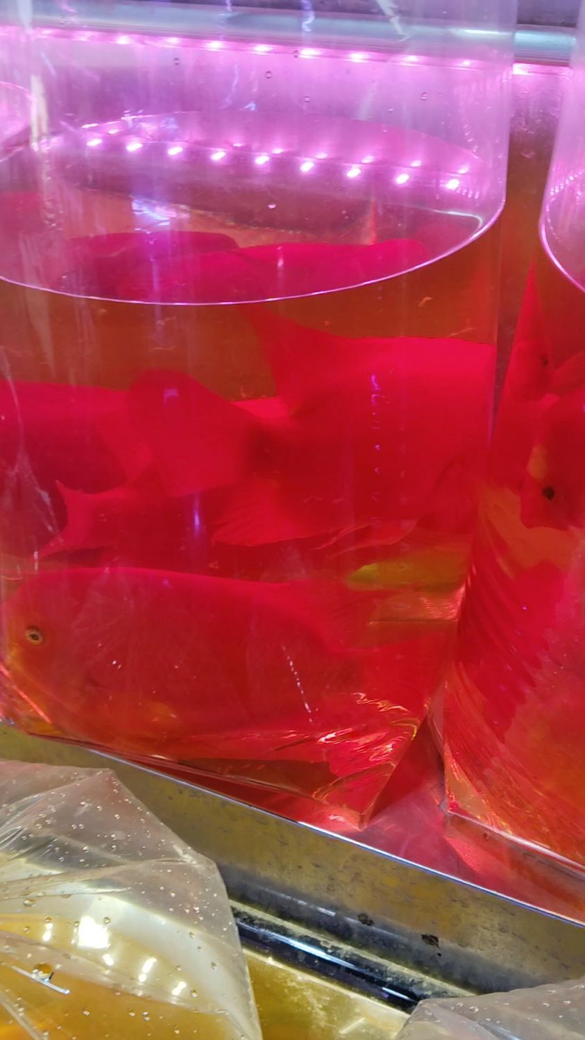 已经起头明显的财神鹦鹉鱼,后期还会更加出色