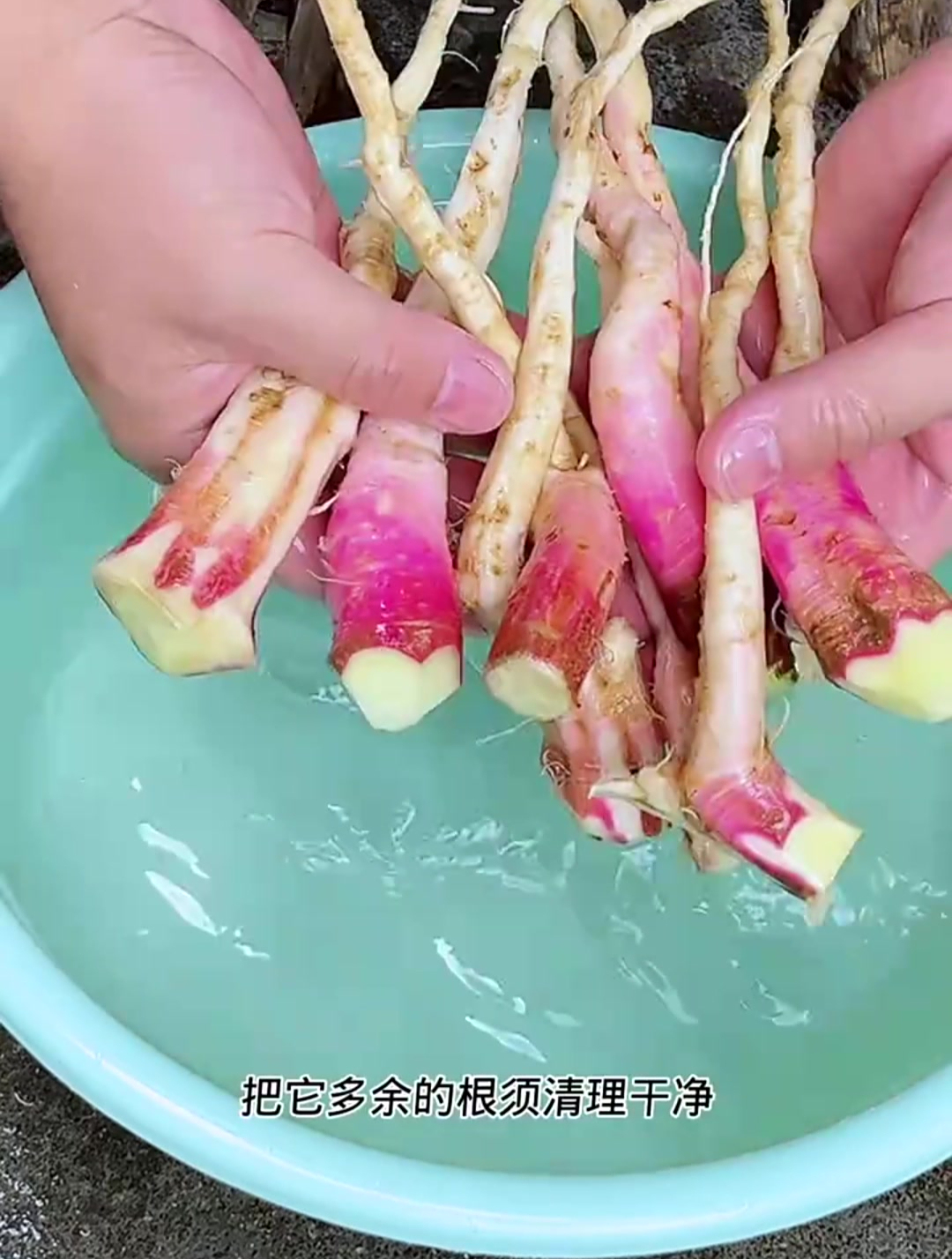 刺苋根又名土人参 民间小偏方治大病 中草药科普