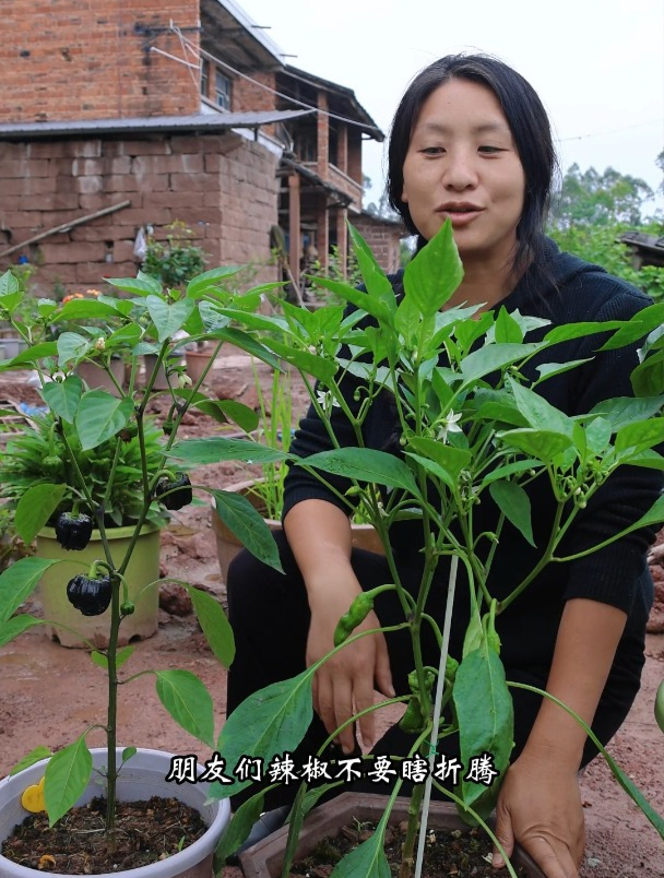 辣椒管理不要瞎折腾,其实只要做好一个操作就行了