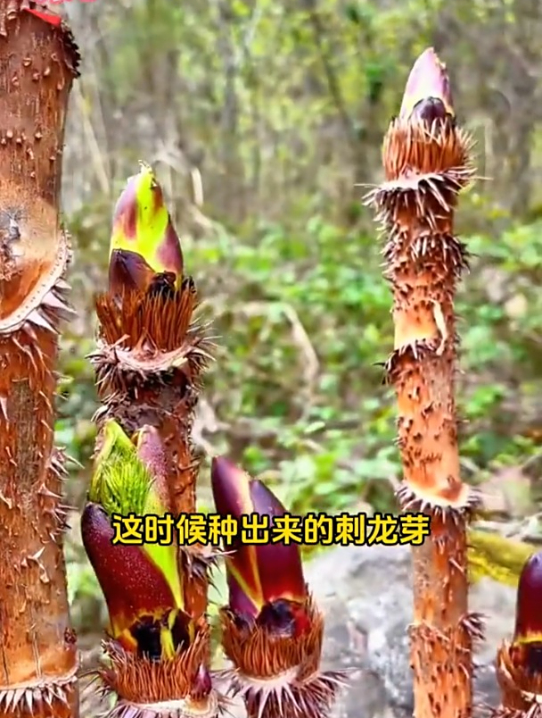 农村一种野菜,浑身都是刺,却比肉卖的还贵