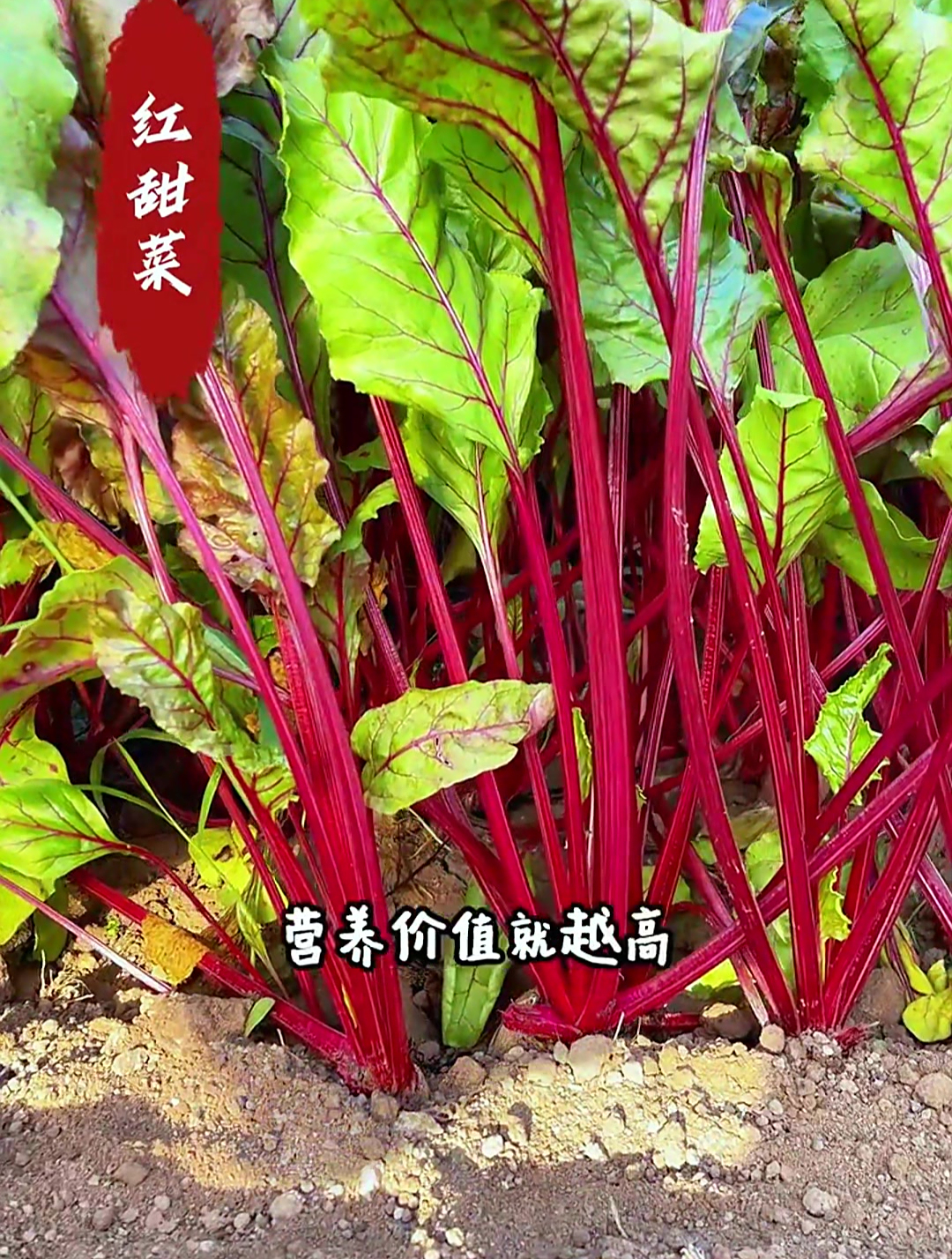 撒籽45天采收,撇叶吃还能继续长,它就是地中海红甜菜