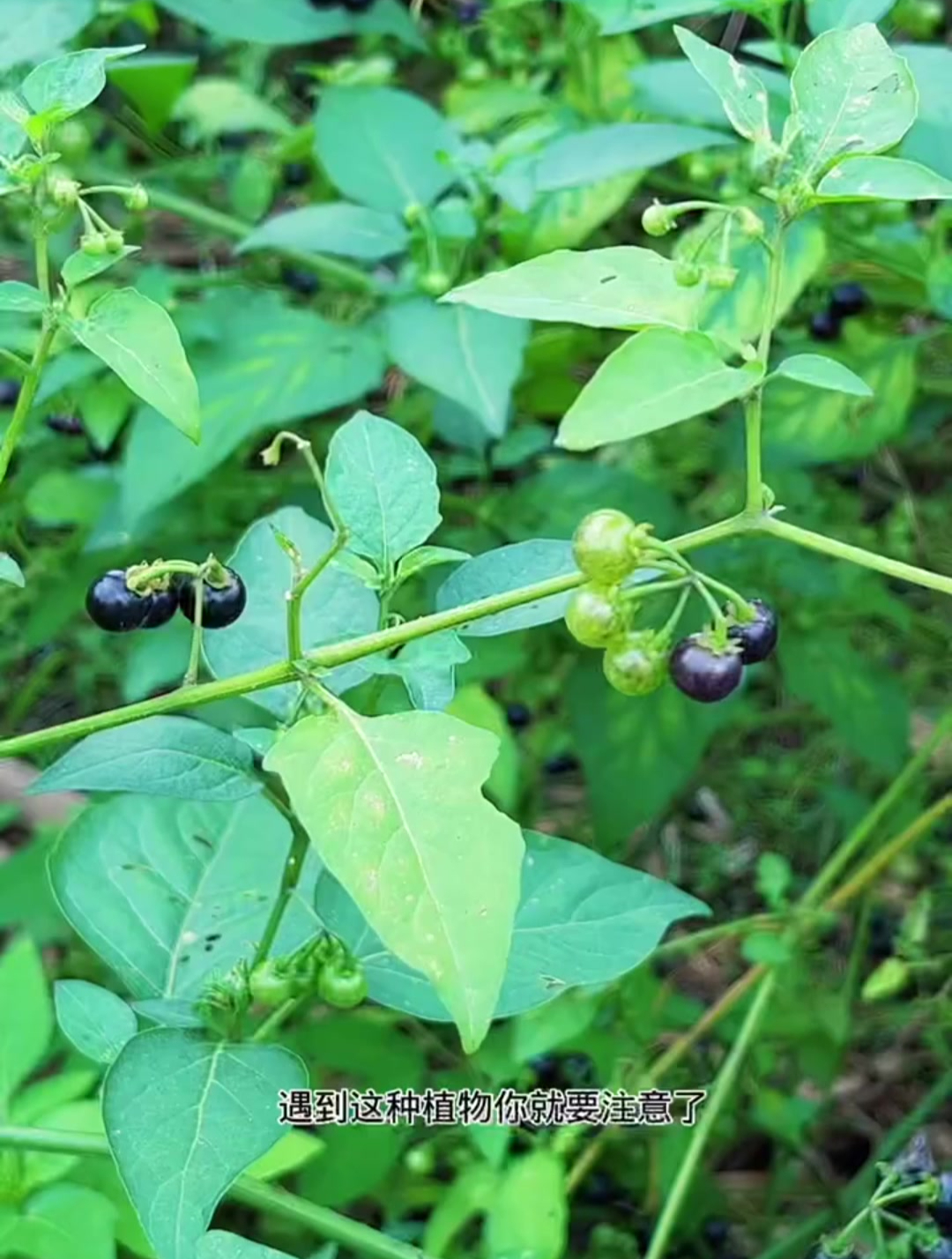 农村路边的龙葵,原来价值这么好。中草药