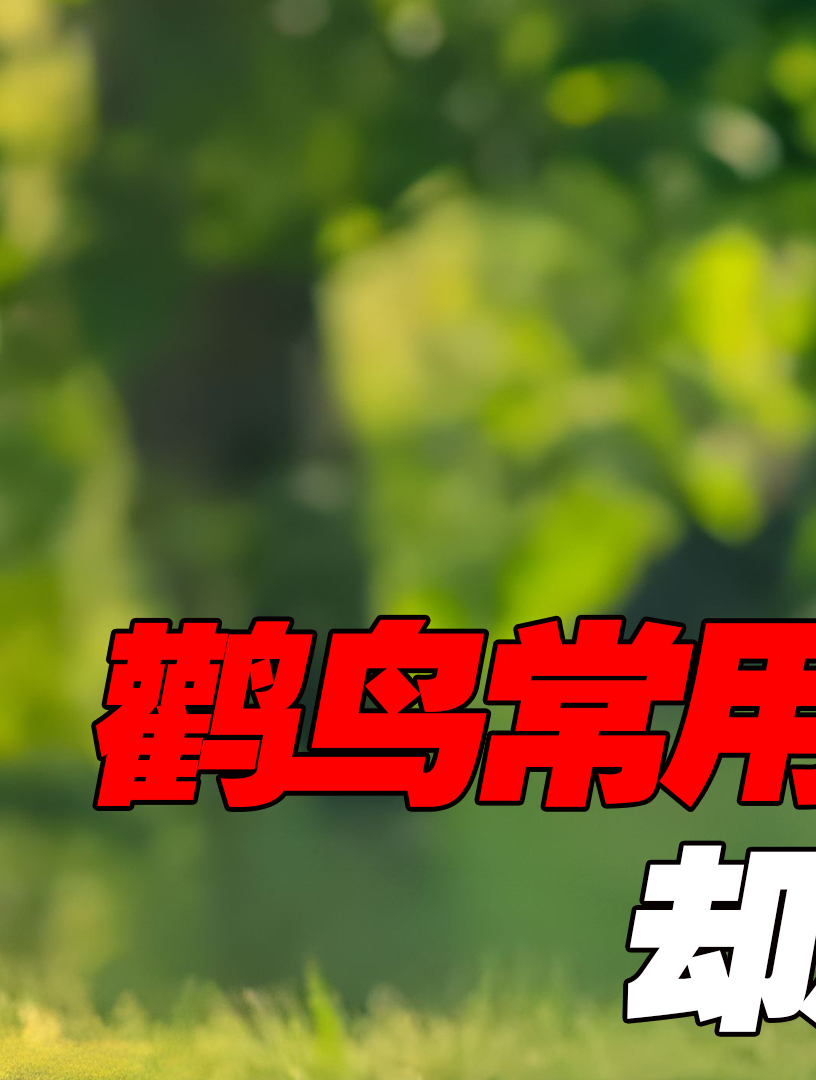 女子意外救下“鹳鸟公主”,鹳鸟却用嘴蹭恩人肚子,救下母女二人