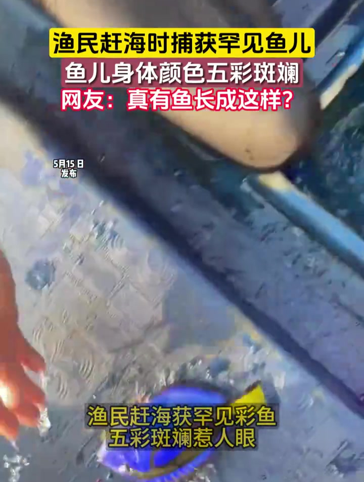 渔民赶海时捕获罕见鱼儿,鱼儿身体颜色五彩斑斓
