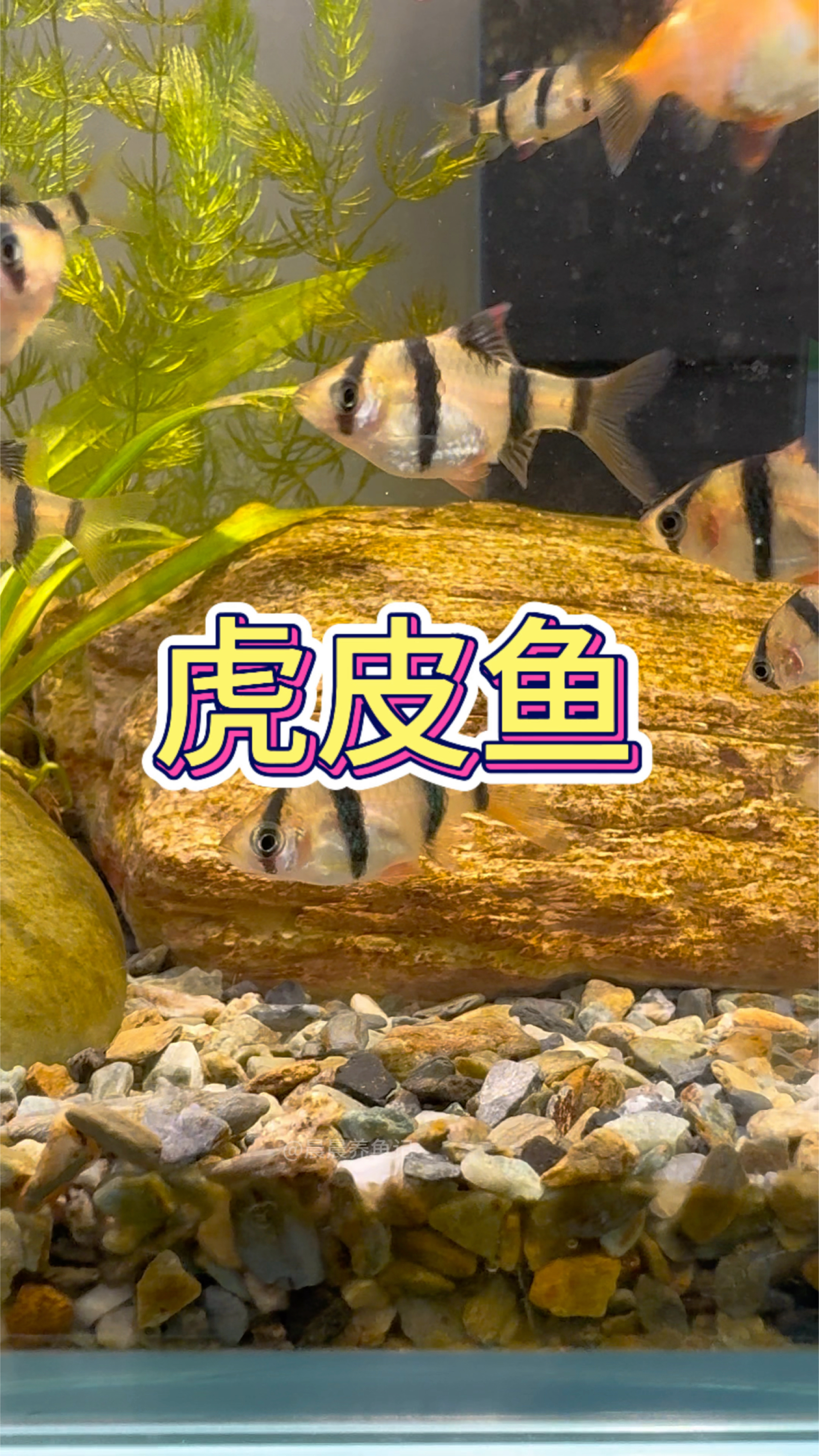 虎皮鱼#水族 #虎皮鱼 #养鱼养心
