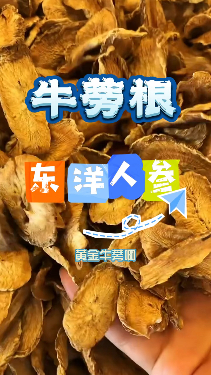 被称为东洋人参的黄金牛蒡茶,你人认识吗?
