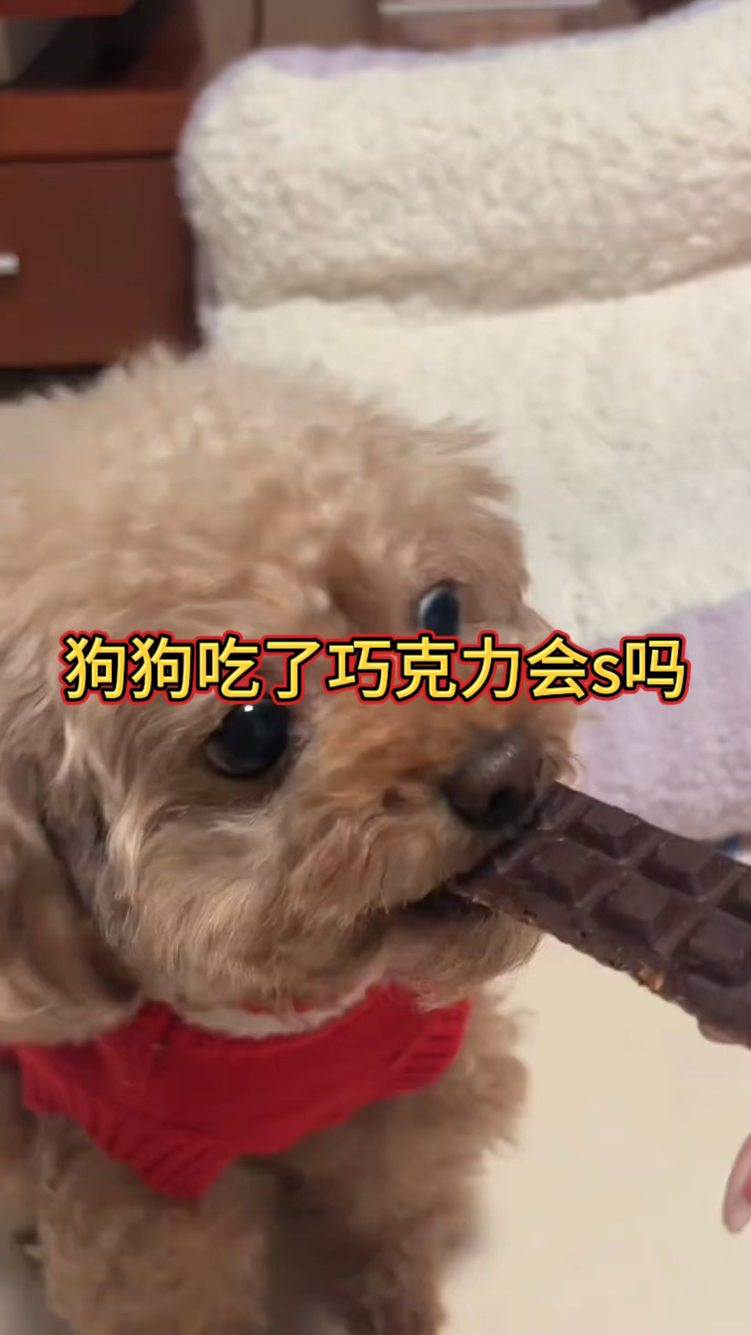狗狗能吃巧克力,吃了巧克力会怎么样