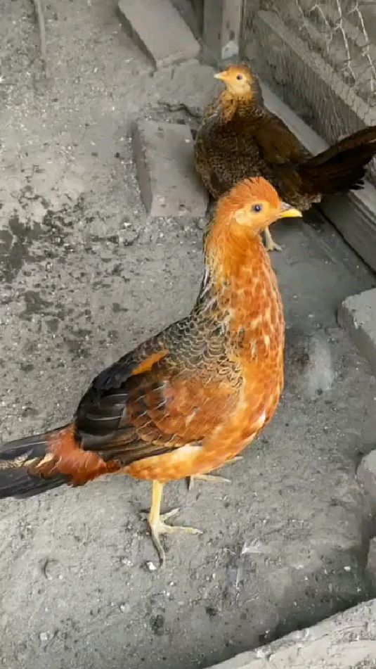 野鸡杂交鸡品种观赏鸡