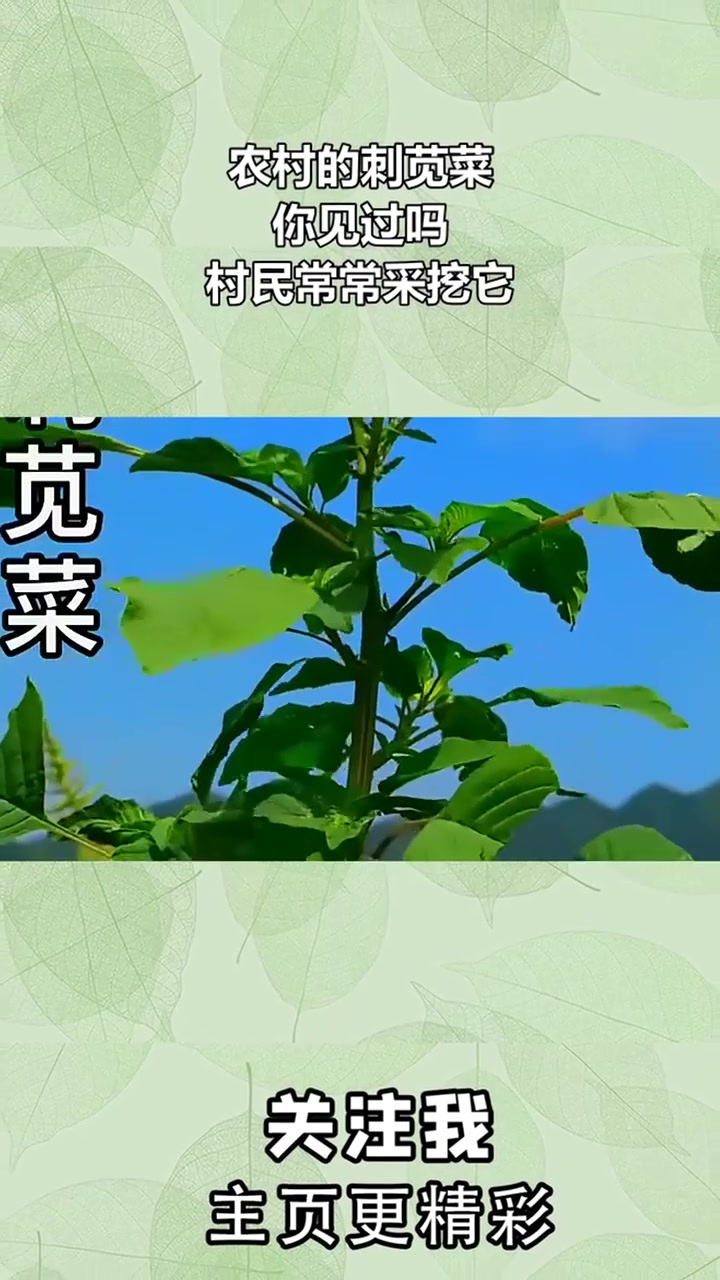 农村的刺苋菜,你见过吗?村民常常采挖它