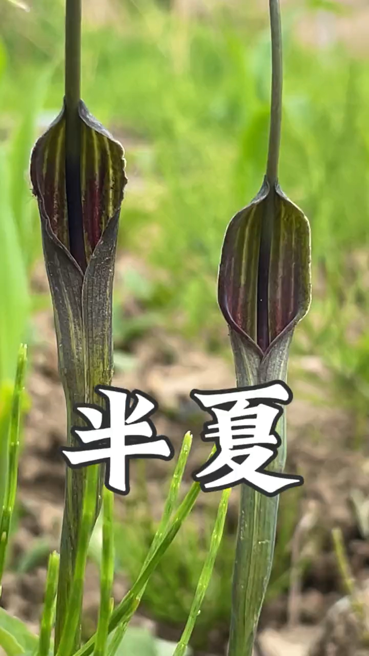 民间本草半夏又叫三叶半夏、三步跳