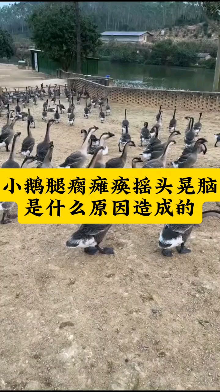 小鹅腿瘸瘫痪摇头晃脑是什么原因造成的