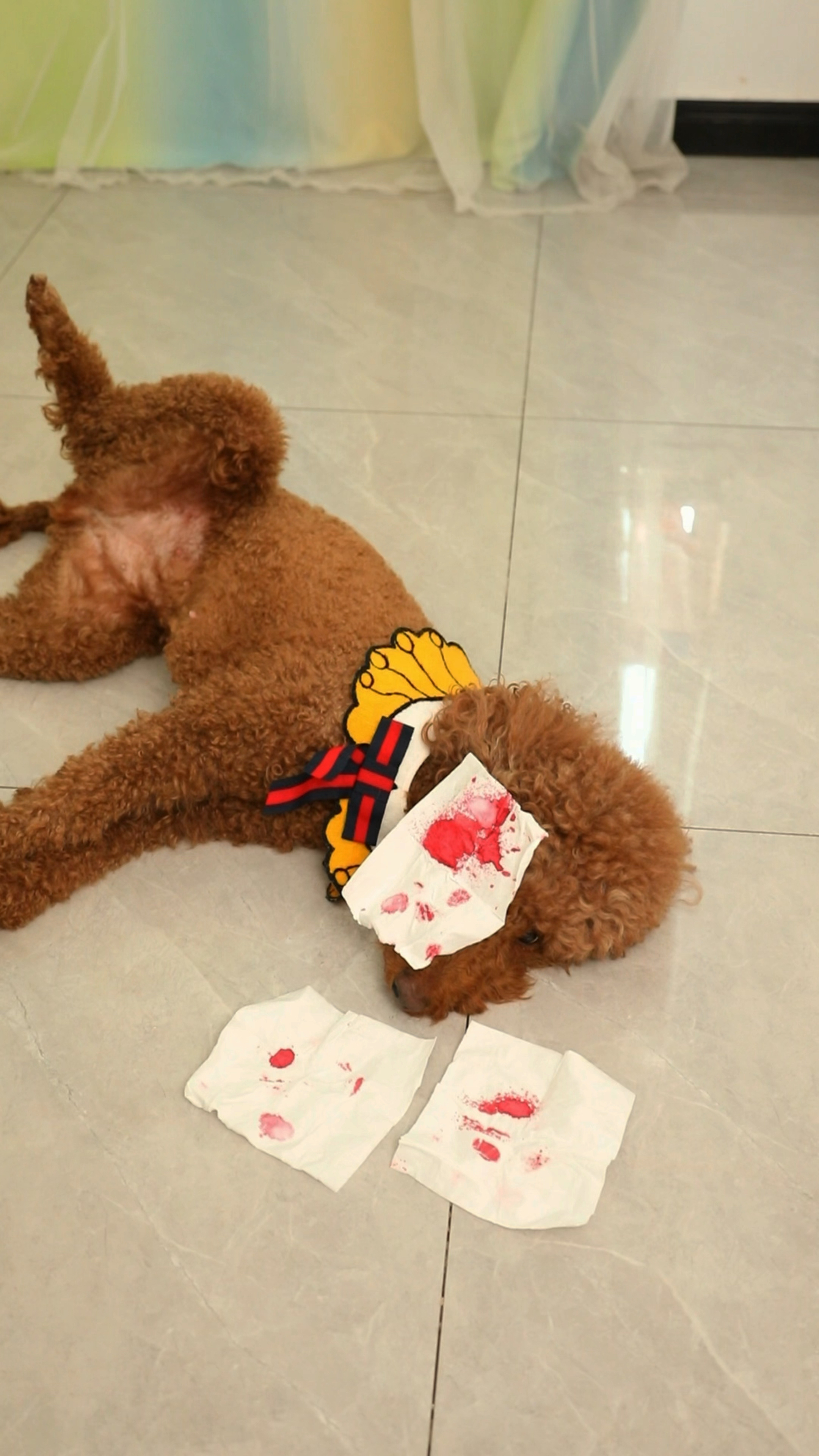 其实妈妈很爱coco和奶茶哦