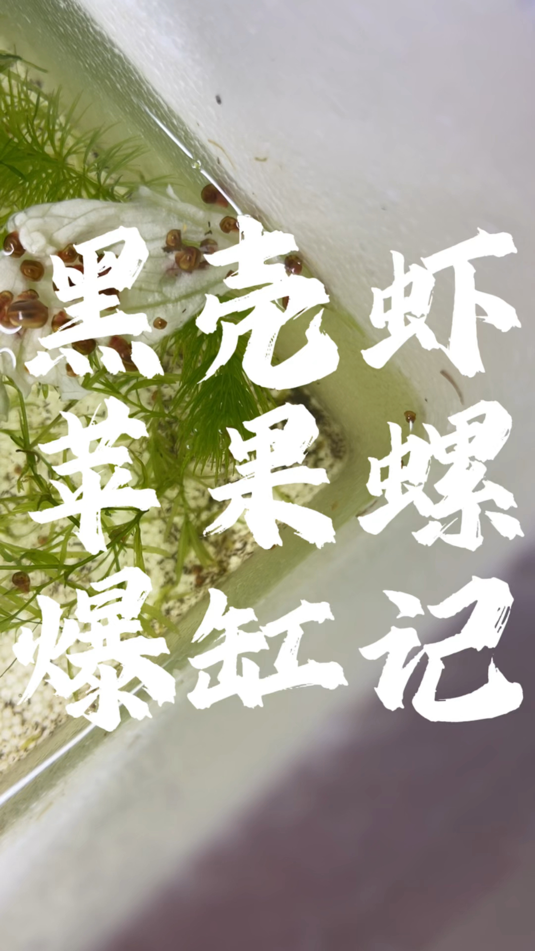 黑壳虾苹果螺又爆缸啦!