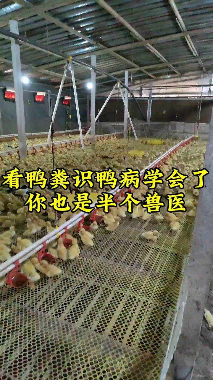 看鸭粪识鸭病学会了你也是半个兽医