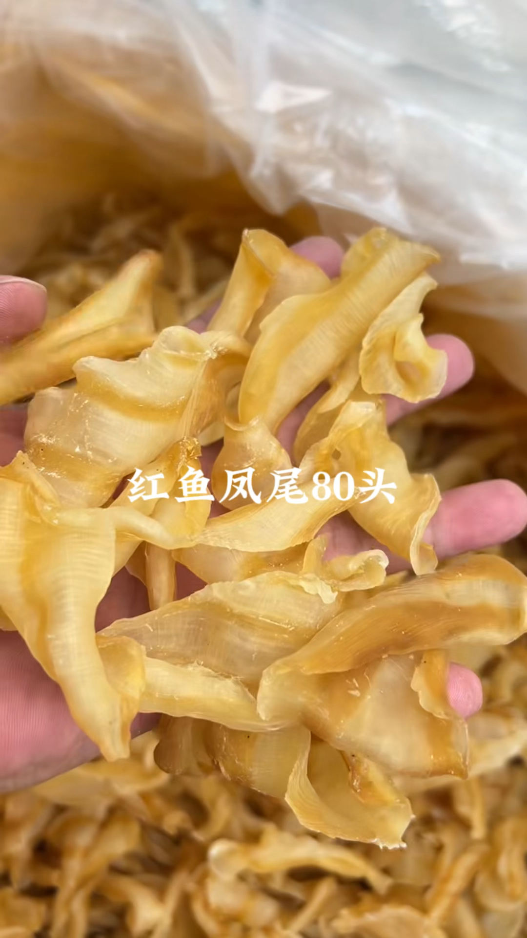 花胶鱼泡:双背,石斑肚,佐罗筒,越南蜘蛛母/公,北海公==
