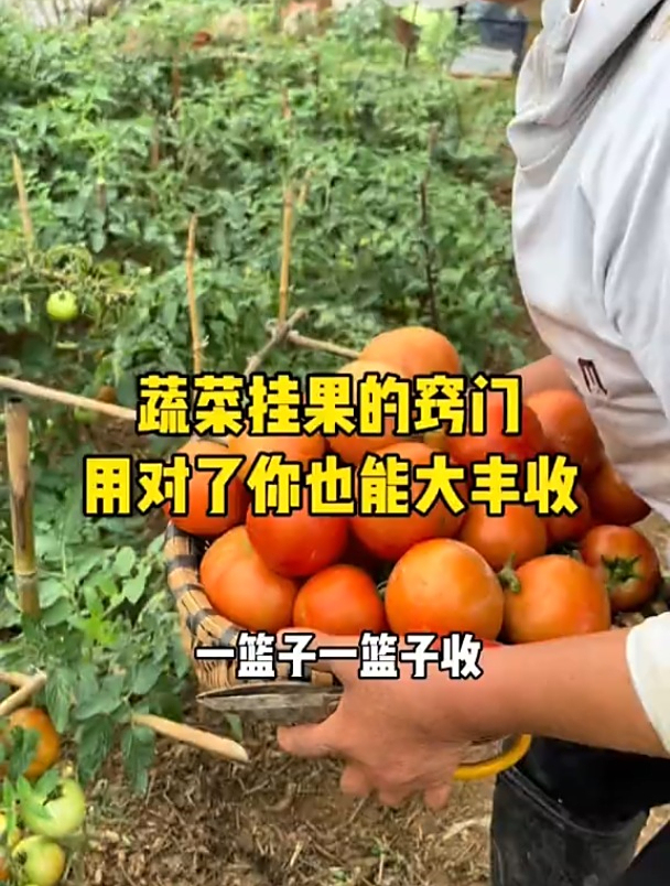 蔬菜挂果的窍门,用对了你也能大丰收!