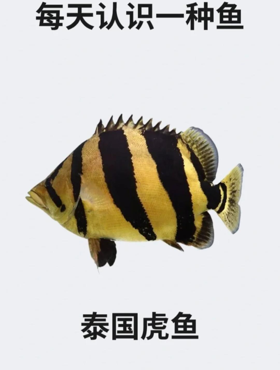 每天认识一种鱼之泰国虎鱼