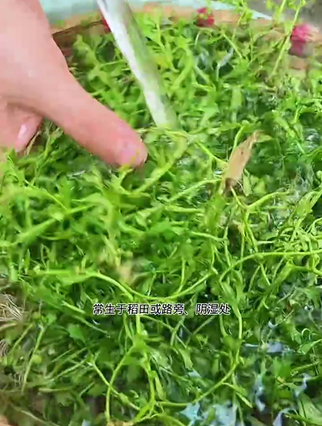 鹅不食草 你见过吗?民间小偏方治大病 中草药科普