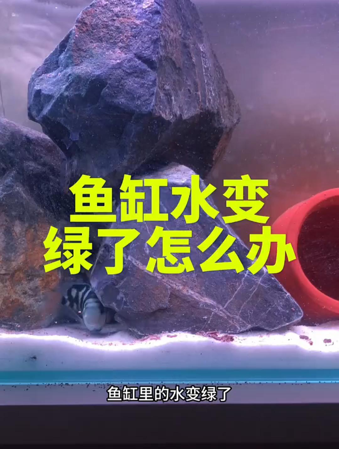 鱼缸水变绿了怎么办