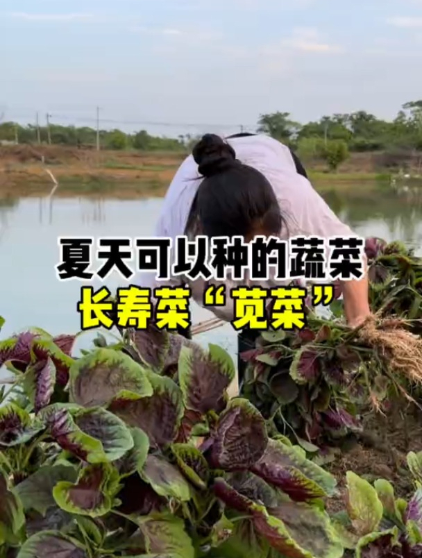 好吃又好种的苋菜,现在的温度撒种子几天就能生,不到满月就能吃