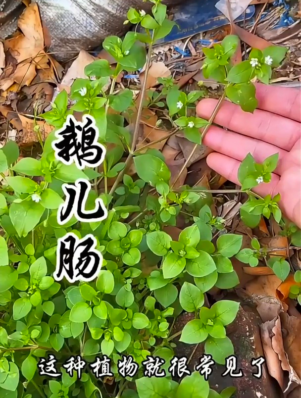 听说过鹅儿肠吗?它还有别名鹅肠菜,你了解这种植物的用途吗?