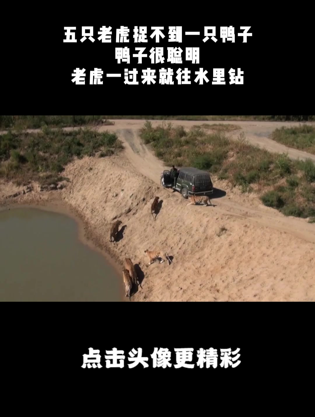 五只老虎捉不到一只鸭子,鸭子很聪明,老虎一过来就往水里钻