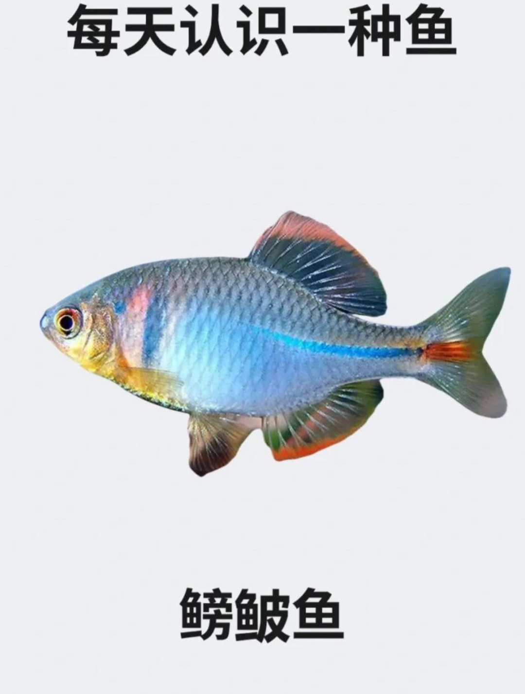 每天认识一种鱼之鳑鲏