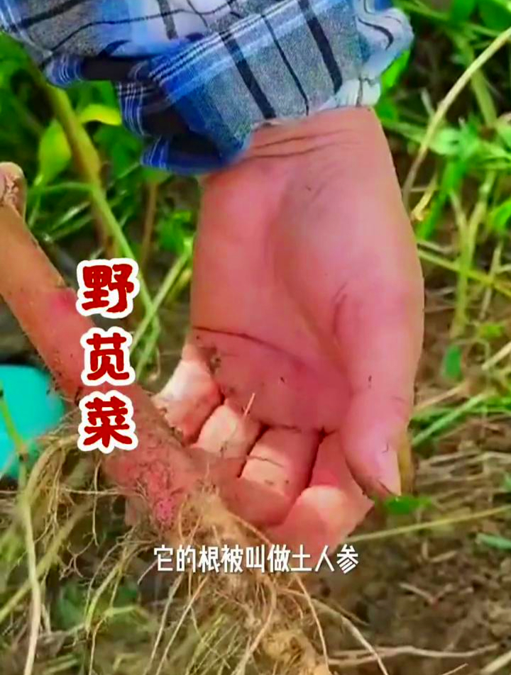 体质虚弱易生病?试试野苋菜煲汤内服?你增强体质,远离疾病困扰