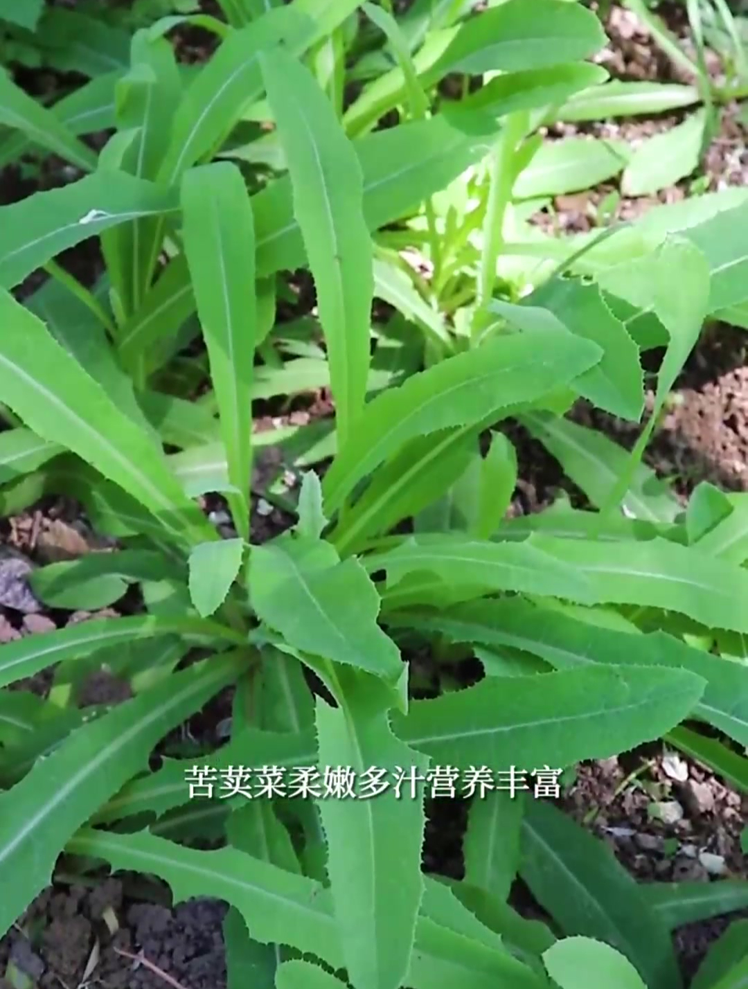 苦荬菜,味苦却很败火的野菜