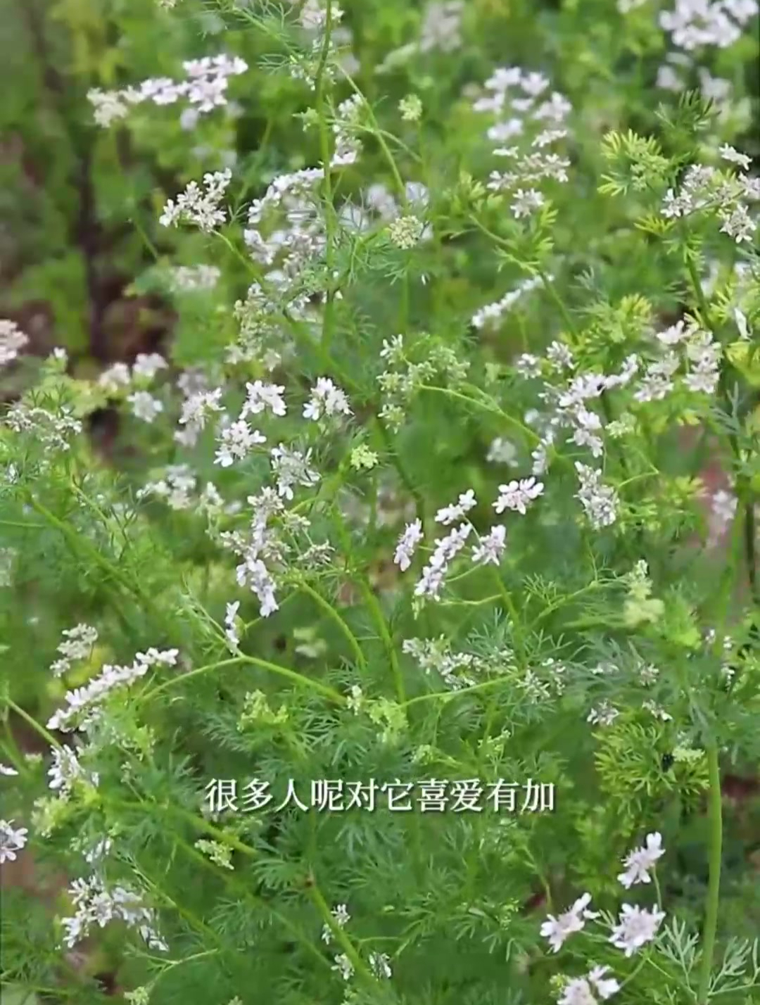芫荽,世界最早的香料之一