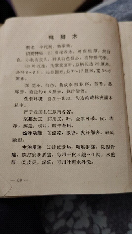 鸭脚木的广大用途