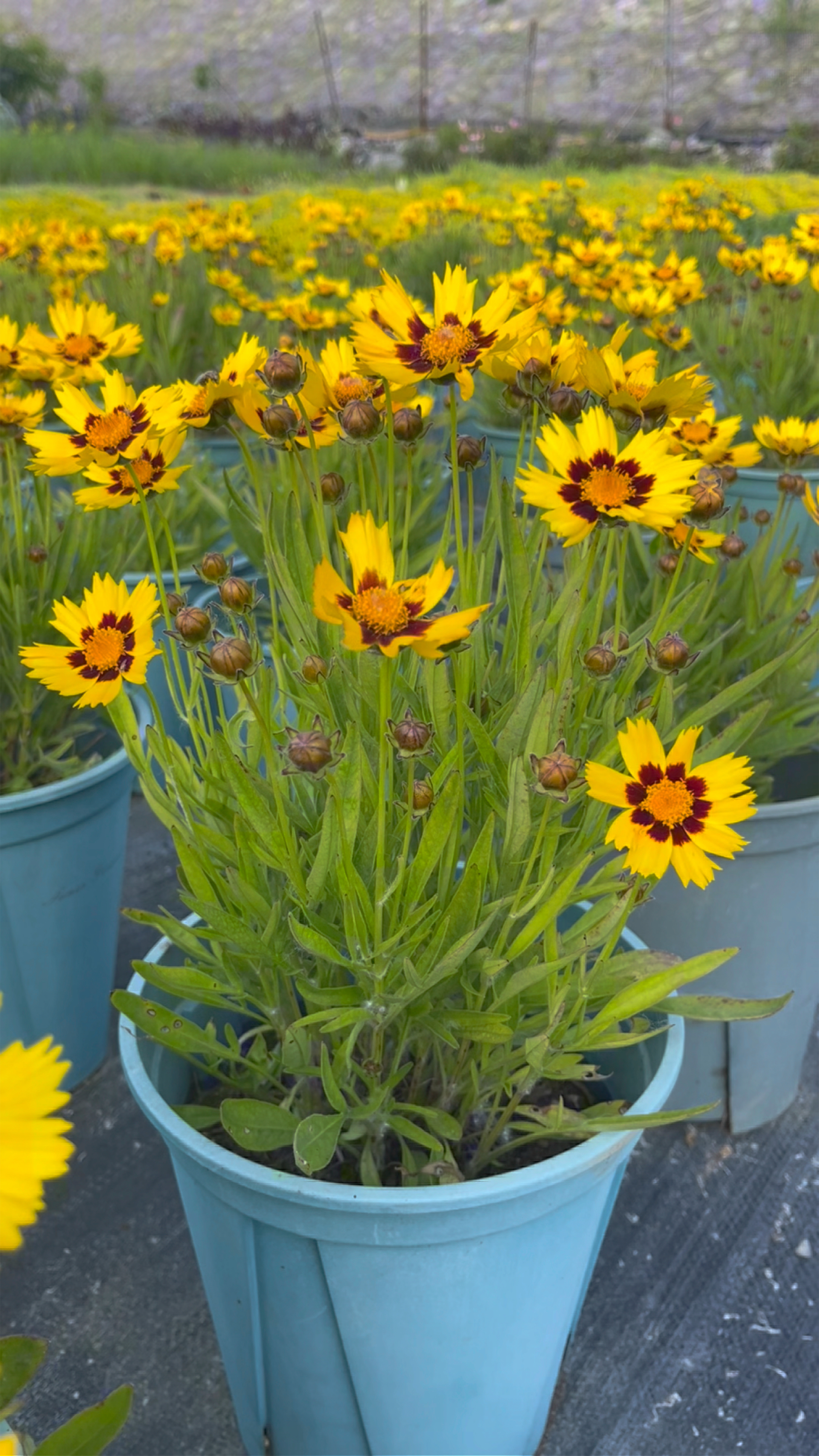 什么花卉耐寒耐热,从春天开花到冬天?