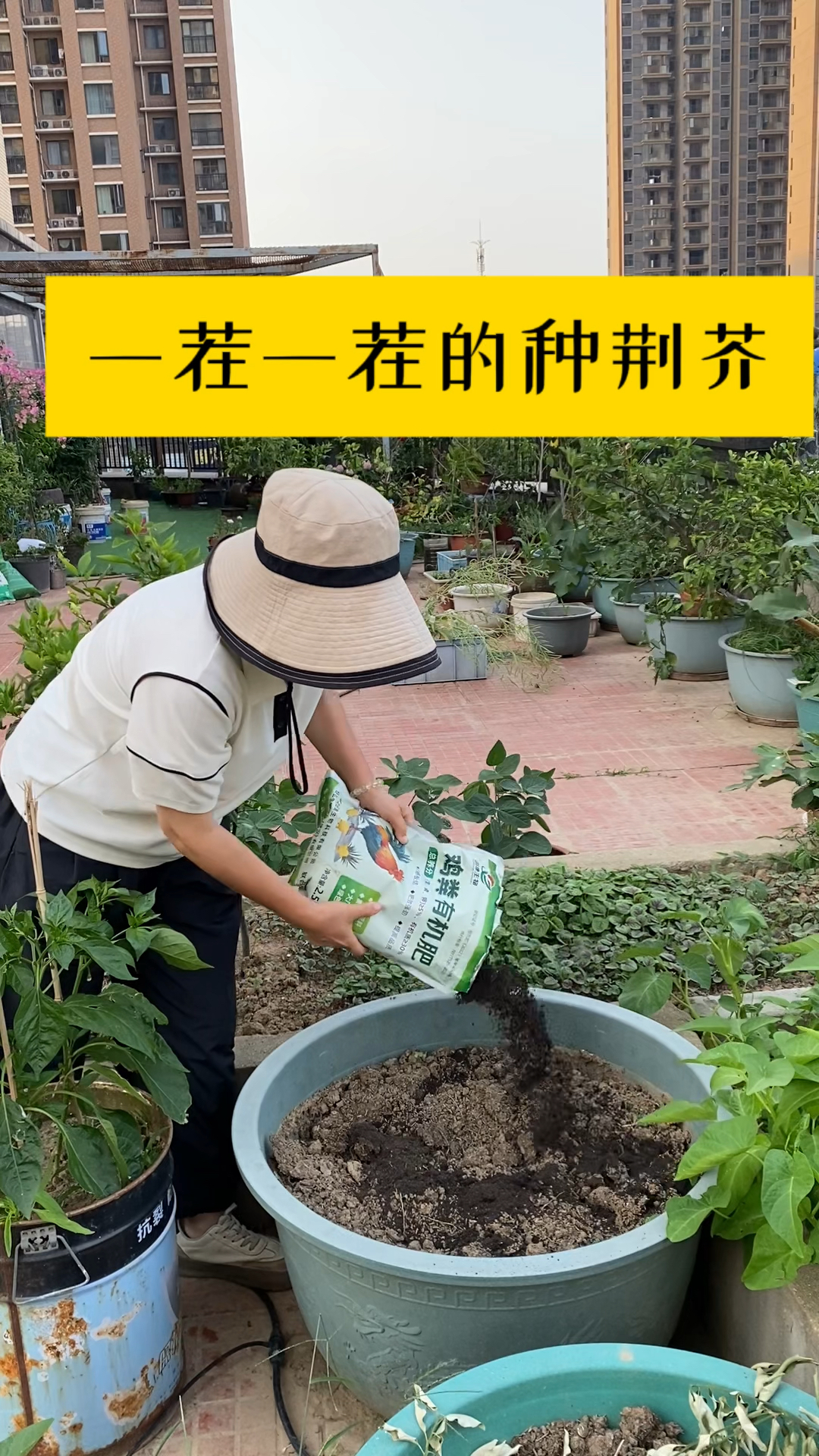 荆芥可以种好几茬,保持土壤湿润发芽才整齐!