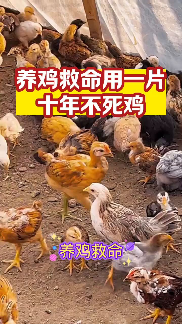 养鸡救命药,10年不死亡