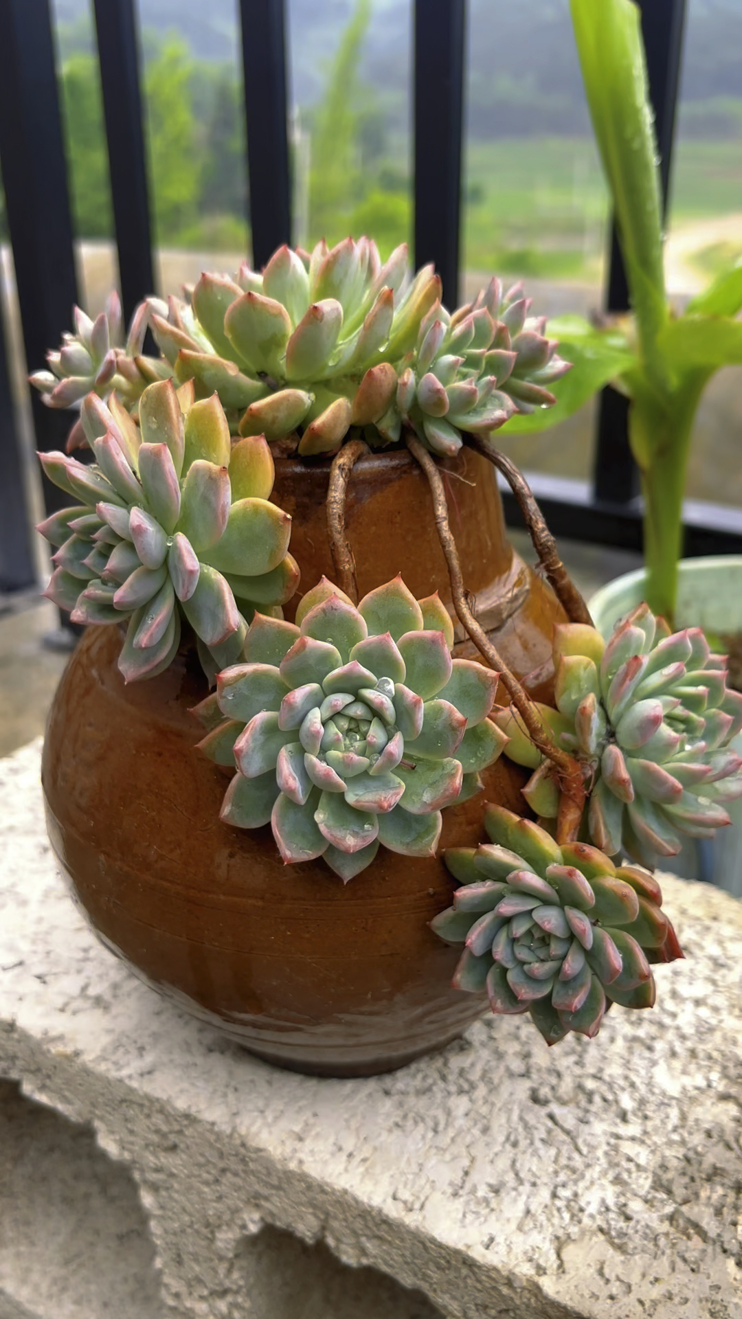 多肉植物霜花状态图,腌菜坛种的飘枝,美吧