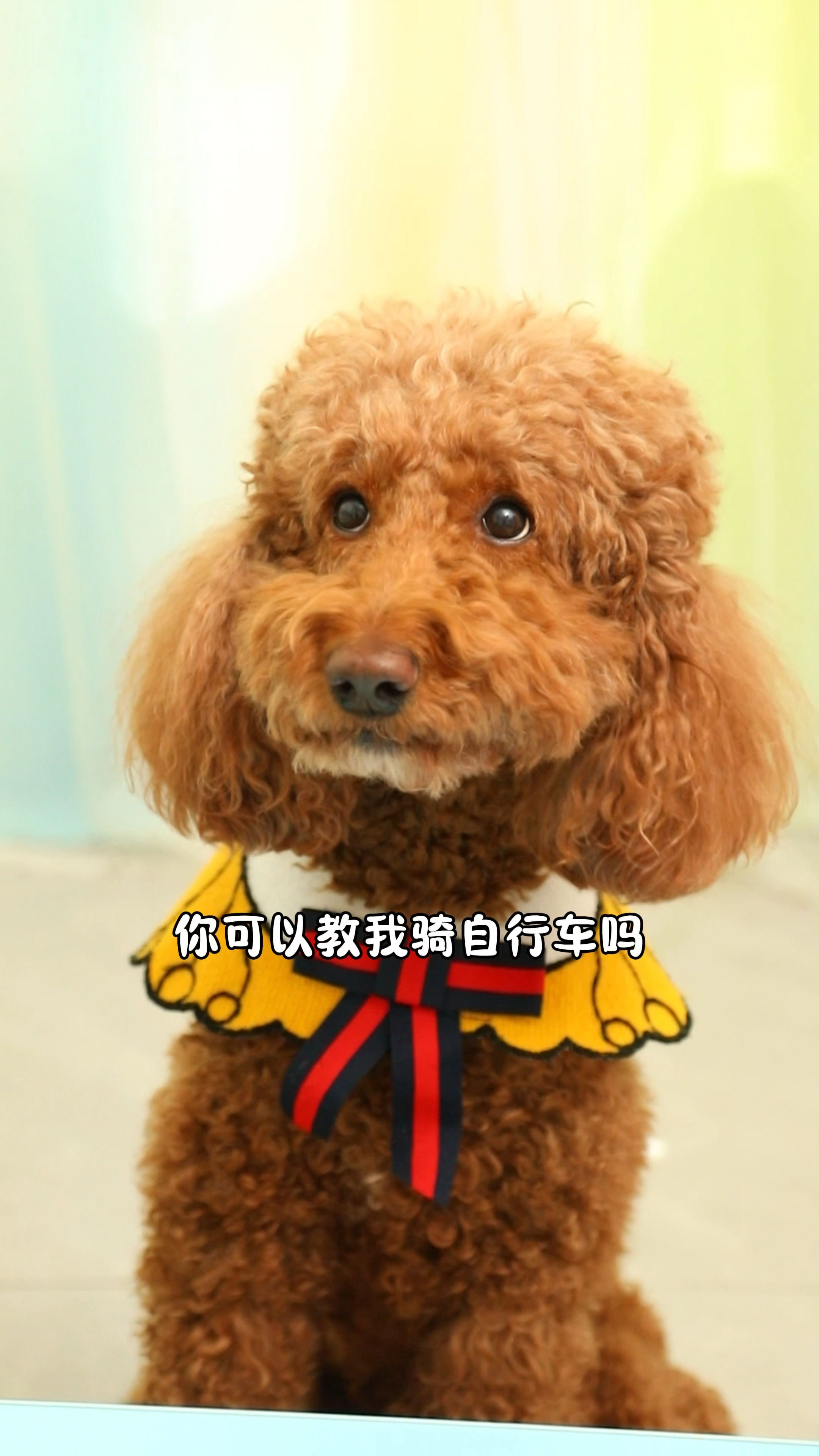 有人愿意教奶茶骑车吗