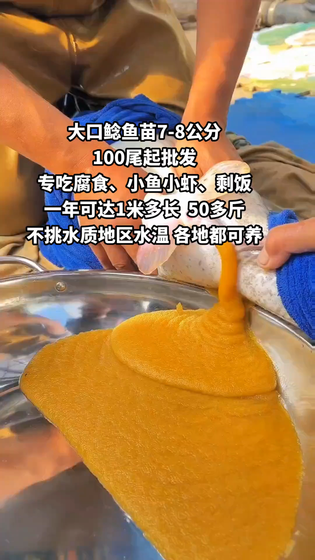 大口鲶鱼苗一亩可放5000条,专吃小鱼小虾、腐食