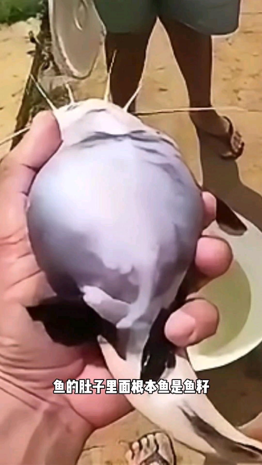 这条鱼肚子鼓得像皮球,怎么回事?