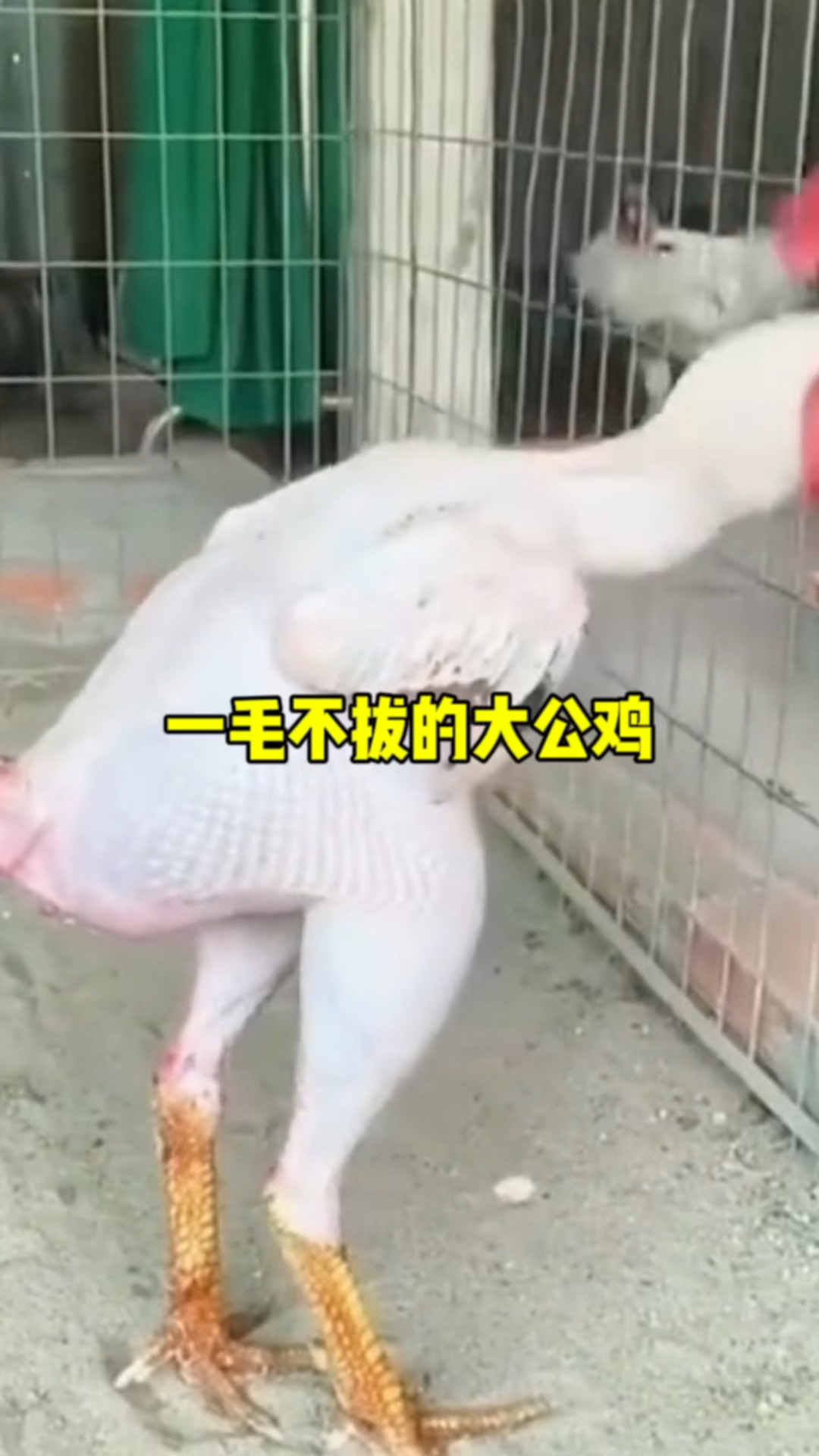 嚣张跋扈的大公鸡,身上的毛被拔的一根不剩。