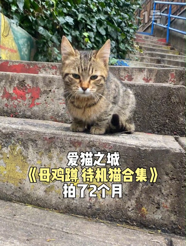 大量母鸡蹲待机猫袭来